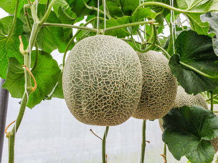 Cantaloupe melons growing in a greenhouse supported by string melon nets stock photoの写真素材