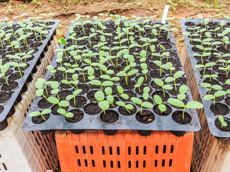 Melon, cucumber or cucumbid seedling in pod or plastic tray.の写真素材