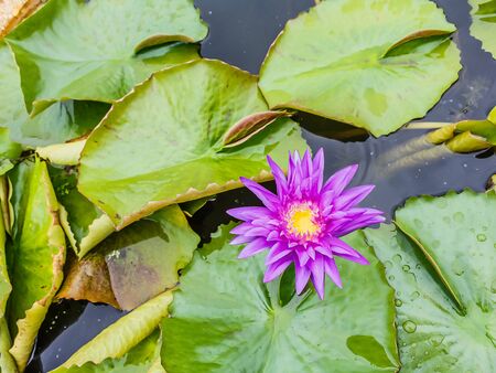 blossom lotus flower in pondの写真素材