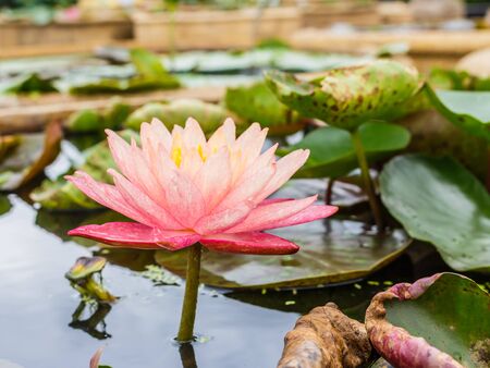 blossom lotus flower in pondの写真素材