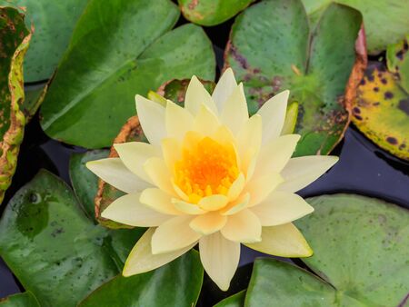 blossom lotus flower in pondの写真素材