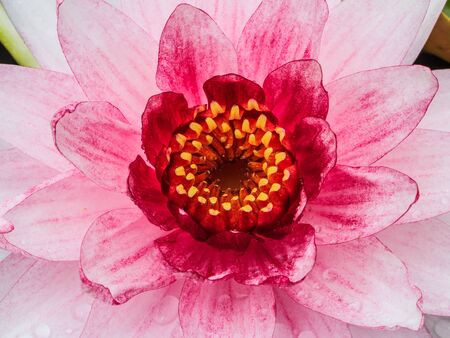 blossom lotus flower in pondの写真素材