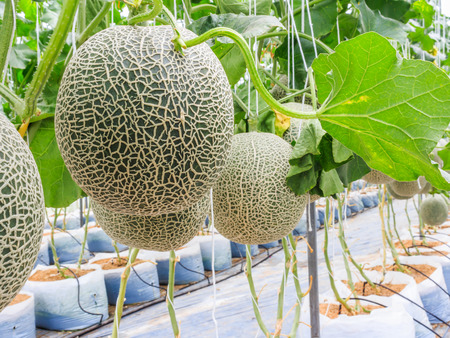 Cantaloupe melons growing in a greenhouse supported by string melon nets stock photoの写真素材