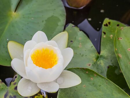 blossom lotus flower in pondの写真素材