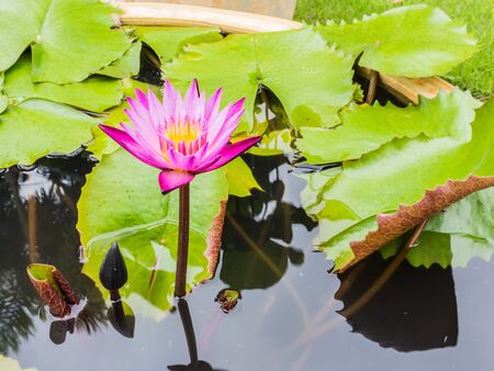 blossom lotus flower in pondの写真素材