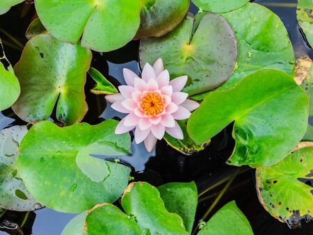 blossom lotus flower in pondの写真素材