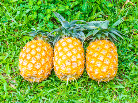 three ripe pineapple on grass stock photoの写真素材