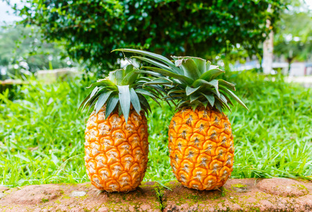 ripe pineapple  stock photoの写真素材