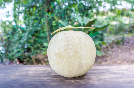 cantaloupe melon stock photoの写真素材