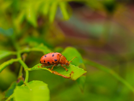 beetle mating stock photoの写真素材
