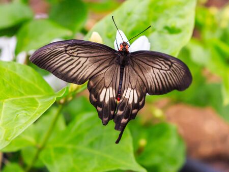 Closeup butterfly on flower stock photoの写真素材