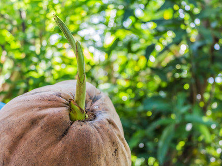 A sprout of coconut tree stock photo