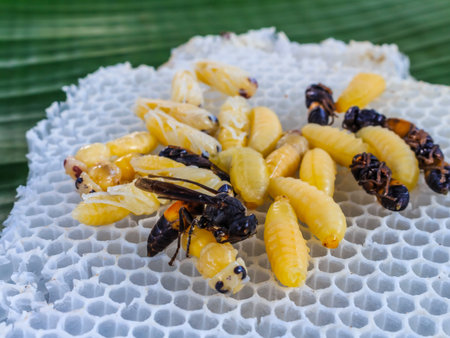 a wasp nest stock photo