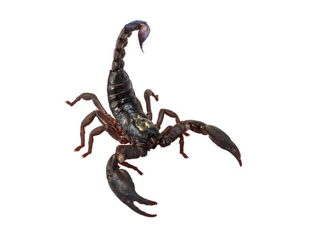 Scorpion Pandinus imperator isolated on white. No shadowの写真素材