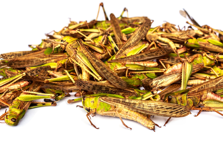 Locust pestの写真素材