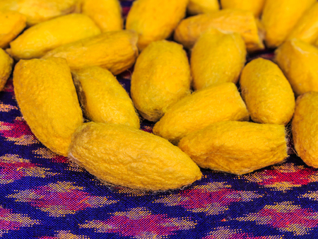 Close up silkworm cocoon on messaline stock photoの写真素材