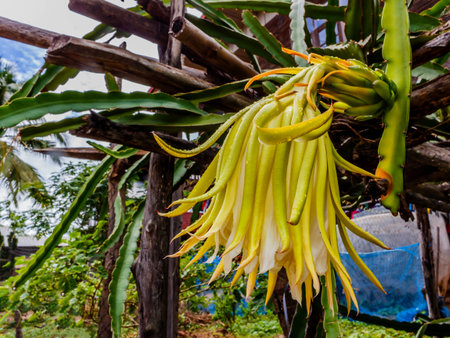 Dragon fruit flower in the garden Hylocercus undatusHaw Brit.  Rose.の写真素材