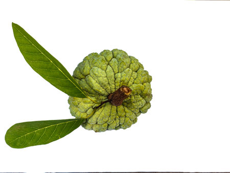Custard apple isolated on white background stock photoの写真素材