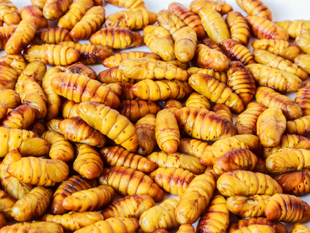 Silkworm pupae, Life cycle of Silkworm fries.の写真素材