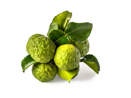 Bergamot on white backgroundの写真素材