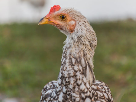 Rooster Rooster on the farm