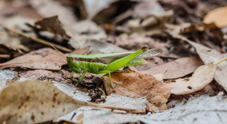 Grasshopper on Dry leafの写真素材