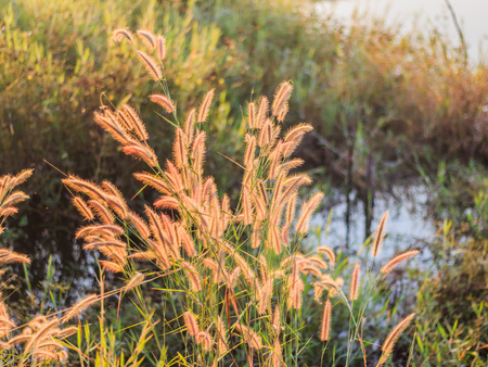 reed grass  on foggy morningの写真素材
