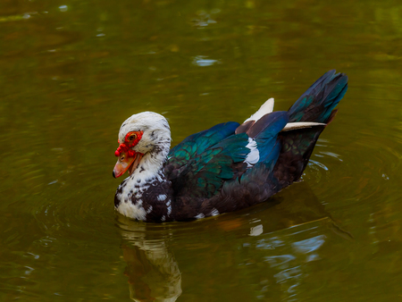 Duck in the poolの写真素材