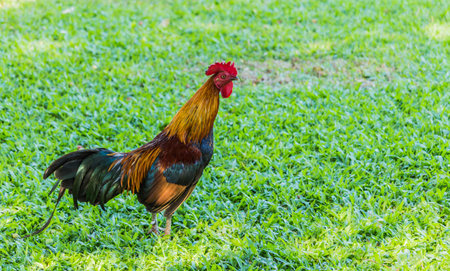 Colorful wild red rooster on green grassの写真素材