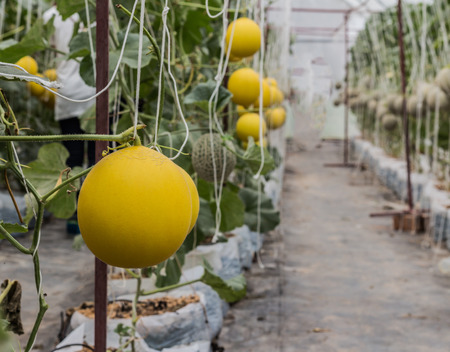 Cantaloupe melons growing in a greenhouseの写真素材