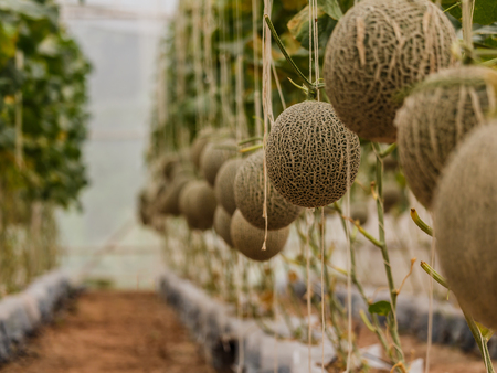 Cantaloupe melons growing in a greenhouse supported by string melon netsの写真素材