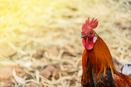 Gamecocks in the garden,selective focus on roosterの写真素材