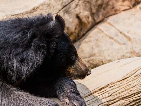 asiatic black bear near the poolの写真素材