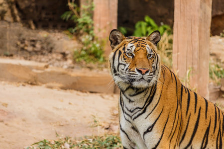 An Indian tiger in the wild. Royal ,Bengal tigerの写真素材