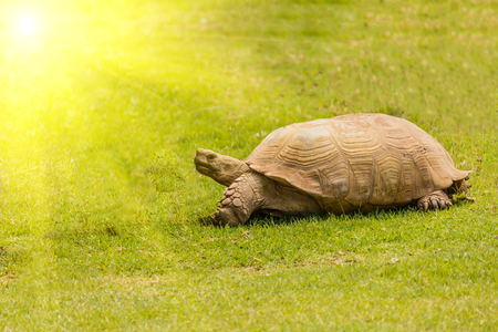 giant tortoise resting in morning sun lightの写真素材