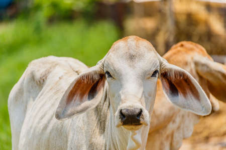 Cow in the fieldの写真素材