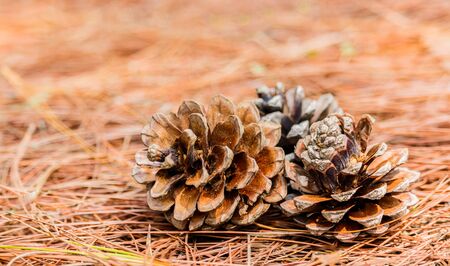 seeds of Khasiya Pine on forest moutaintの写真素材