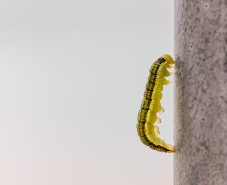 Worm climb on the steel fence.の写真素材