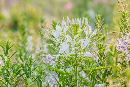 Pink And White Spider flower(Cleome hassleriana) in the gardenの写真素材