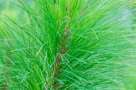 Khasiya Pine on forest moutaint in Phu Rua National Park,Loie,Thailand.