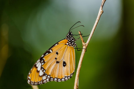 Closeup butterfly on Twigs (Common tiger butterfly)