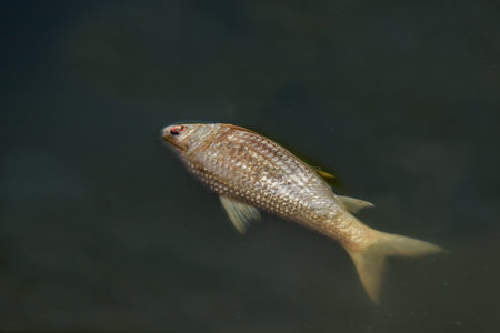 dead fish floated in the dark water