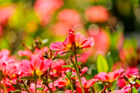 The image of many color of Flower Portulaca oleracea.