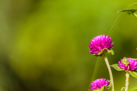 Globe amaranth