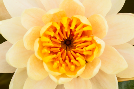 blossom lotus flower focus on flowerの写真素材