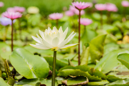 blossom lotus flower focus on flowerの写真素材