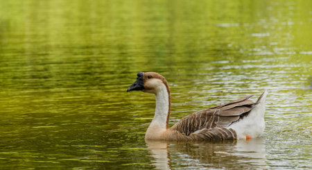 Grey Goose swimming in a large pond.の写真素材