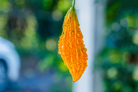 Ripe Bitter melon In gardenの写真素材