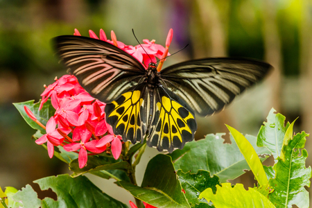 Beautiful Gulf Fritillary  butterfly posed on a red flower feedingの写真素材