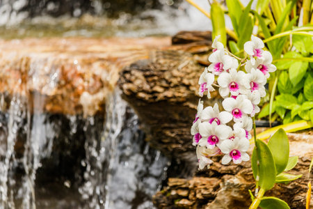 Orchid waterfall background in gardenの写真素材